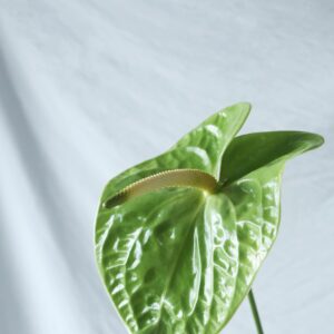 FRESH FLOWER ANTHURIUM