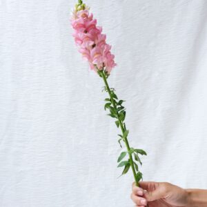 FRESH FLOWER SNAP DRAGON