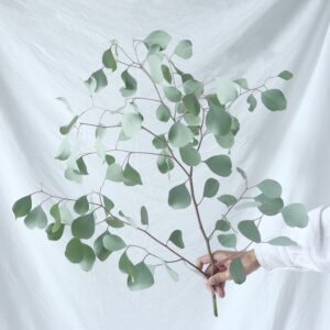 FRESH FLOWER EUCALYPTUS
