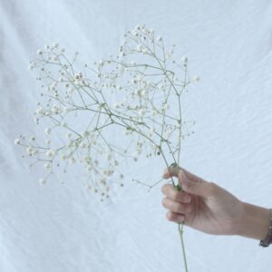 FRESH FLOWER GYPSOPHILA