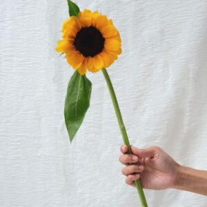 FRESH FLOWER HELIANTHUS