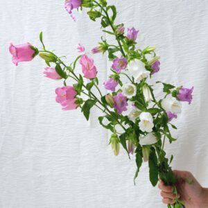 FRESH FLOWER CAMPANULA