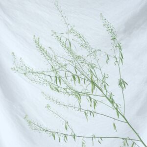 FRESH FLOWER LEPIDIUM