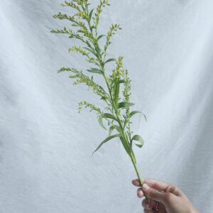 FRESH FLOWER SOLIDAGO