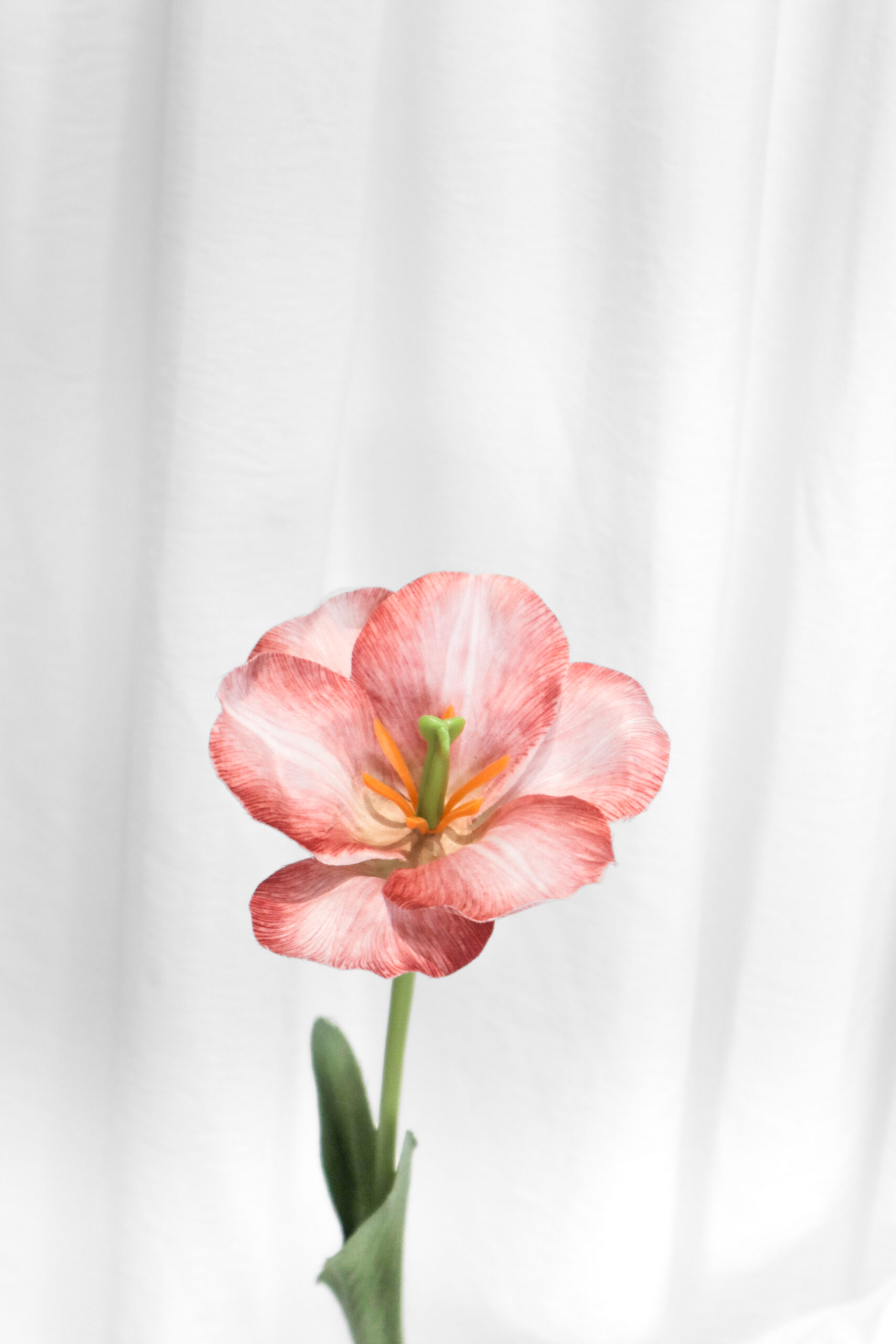 TULIP FLEX - Image 10