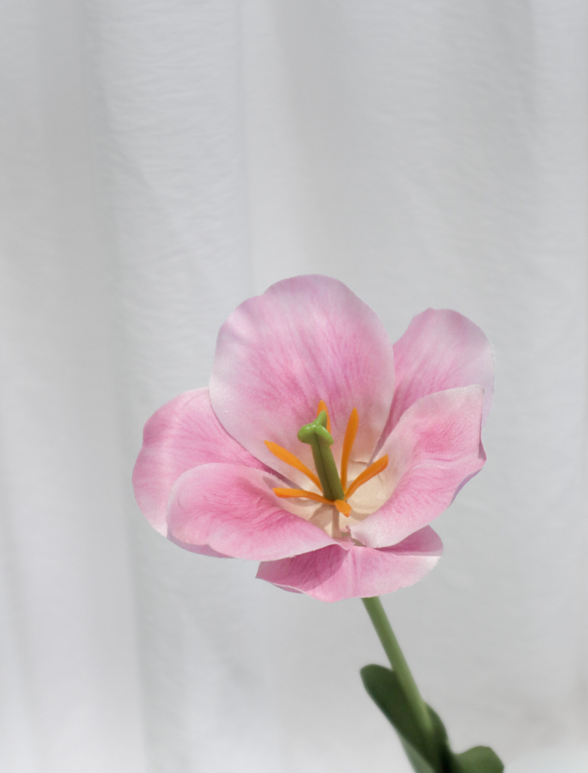 TULIP FLEX - Image 9