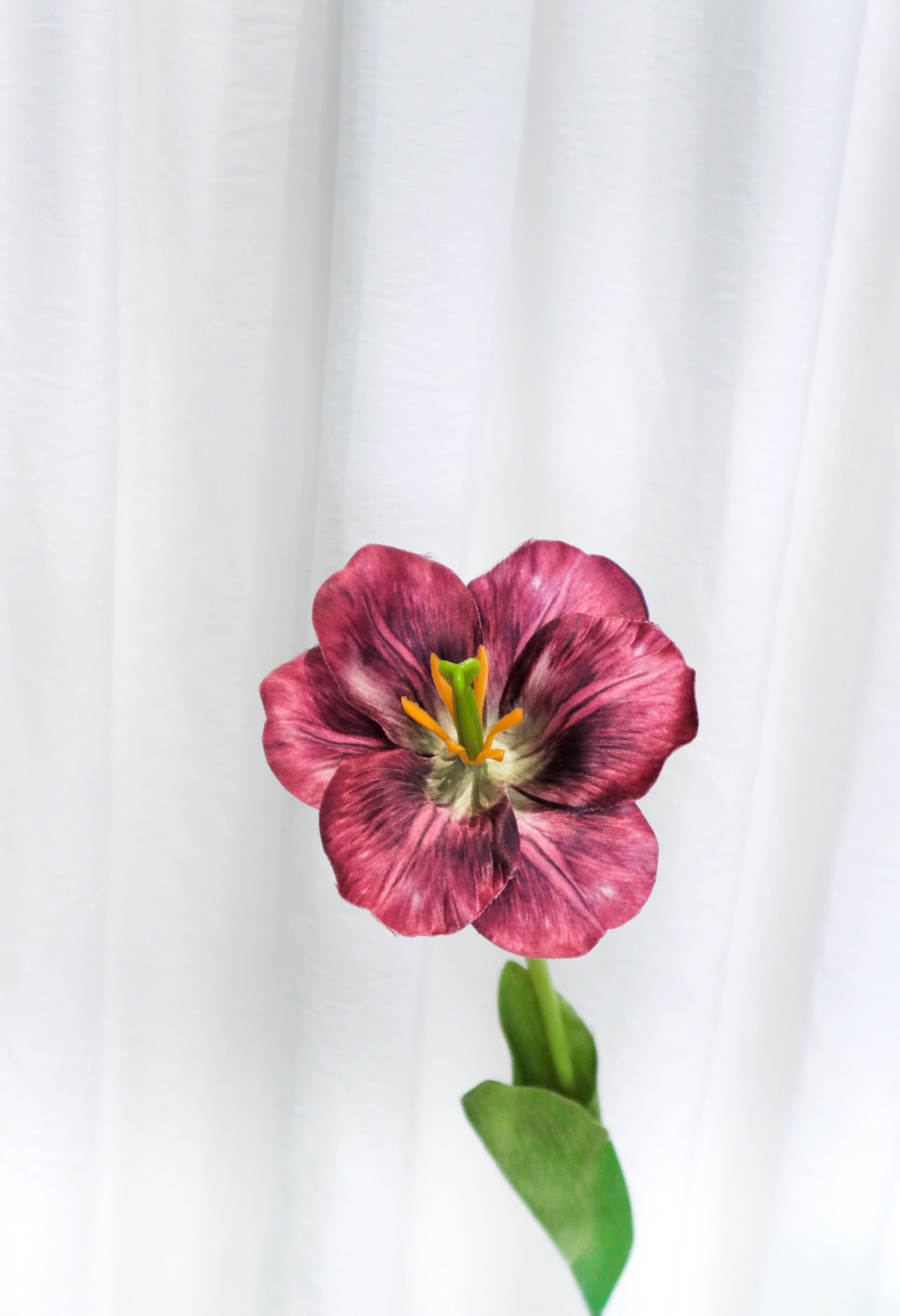 TULIP FLEX - Image 5