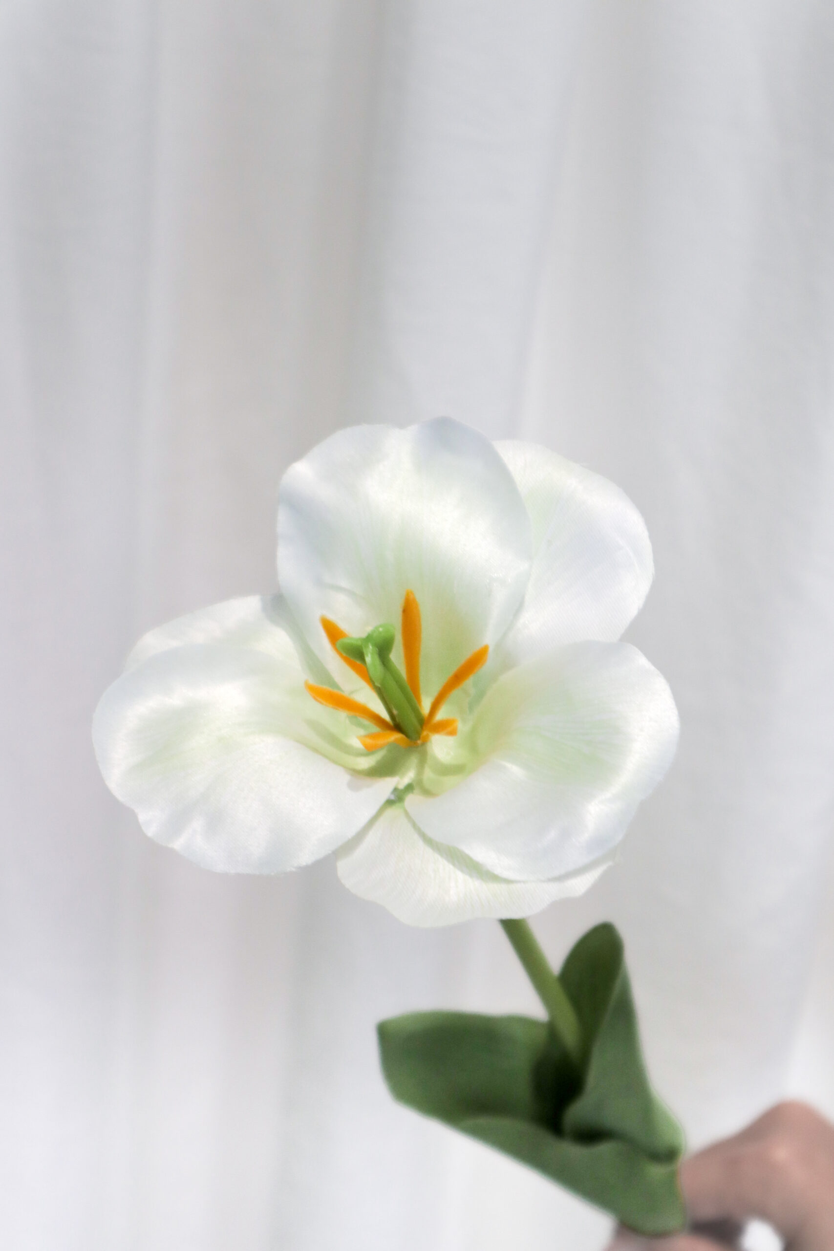 TULIP FLEX - Image 2